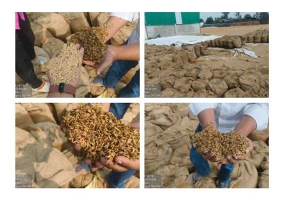 Inundated Water Affected Stock of Paddy